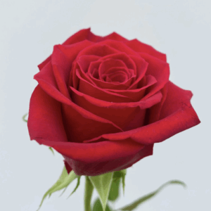 ROSE FREEDOM - 50 CM